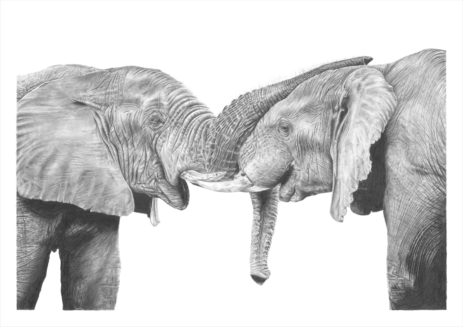 Elephant Embrace