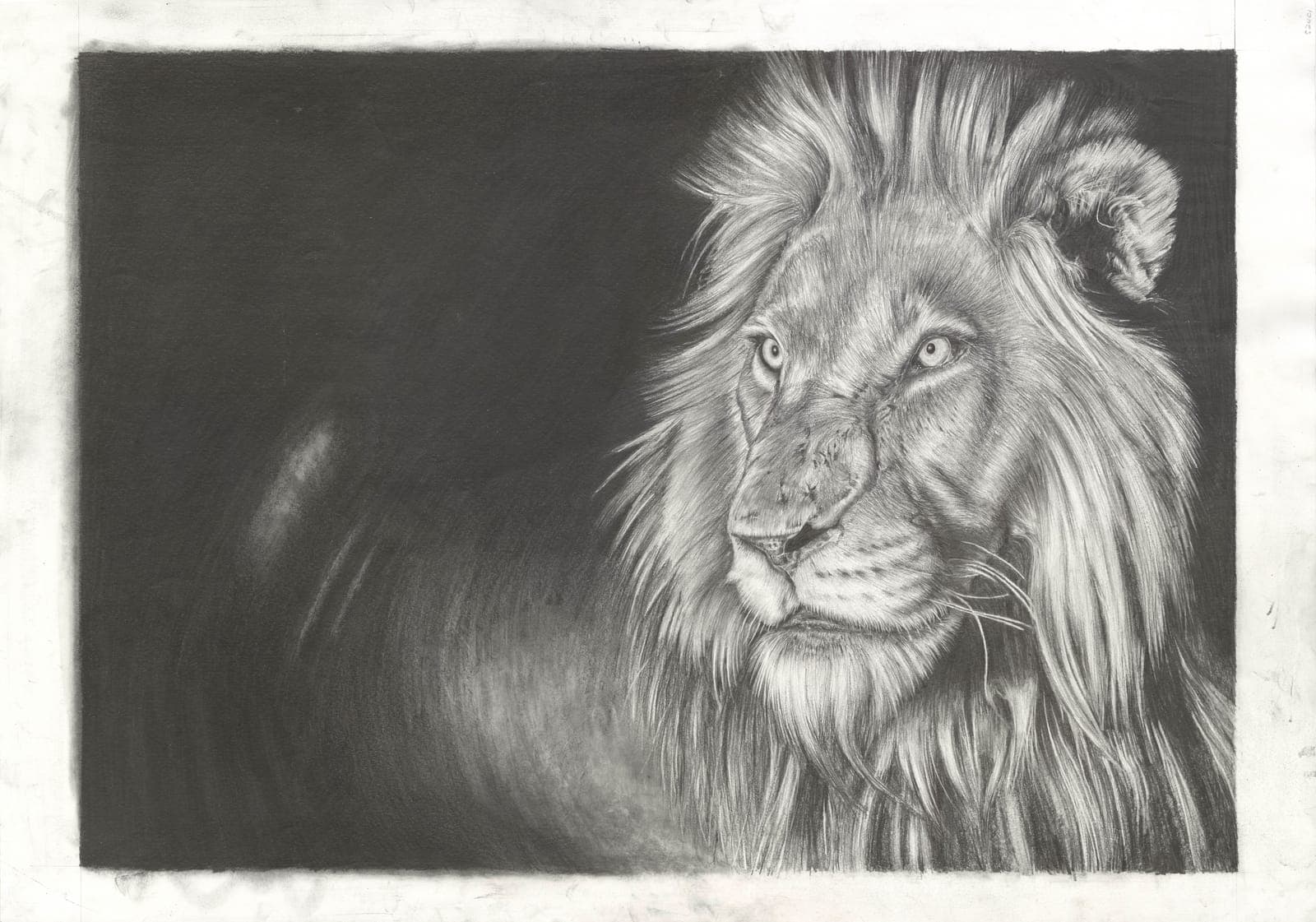 Lion in the Night
