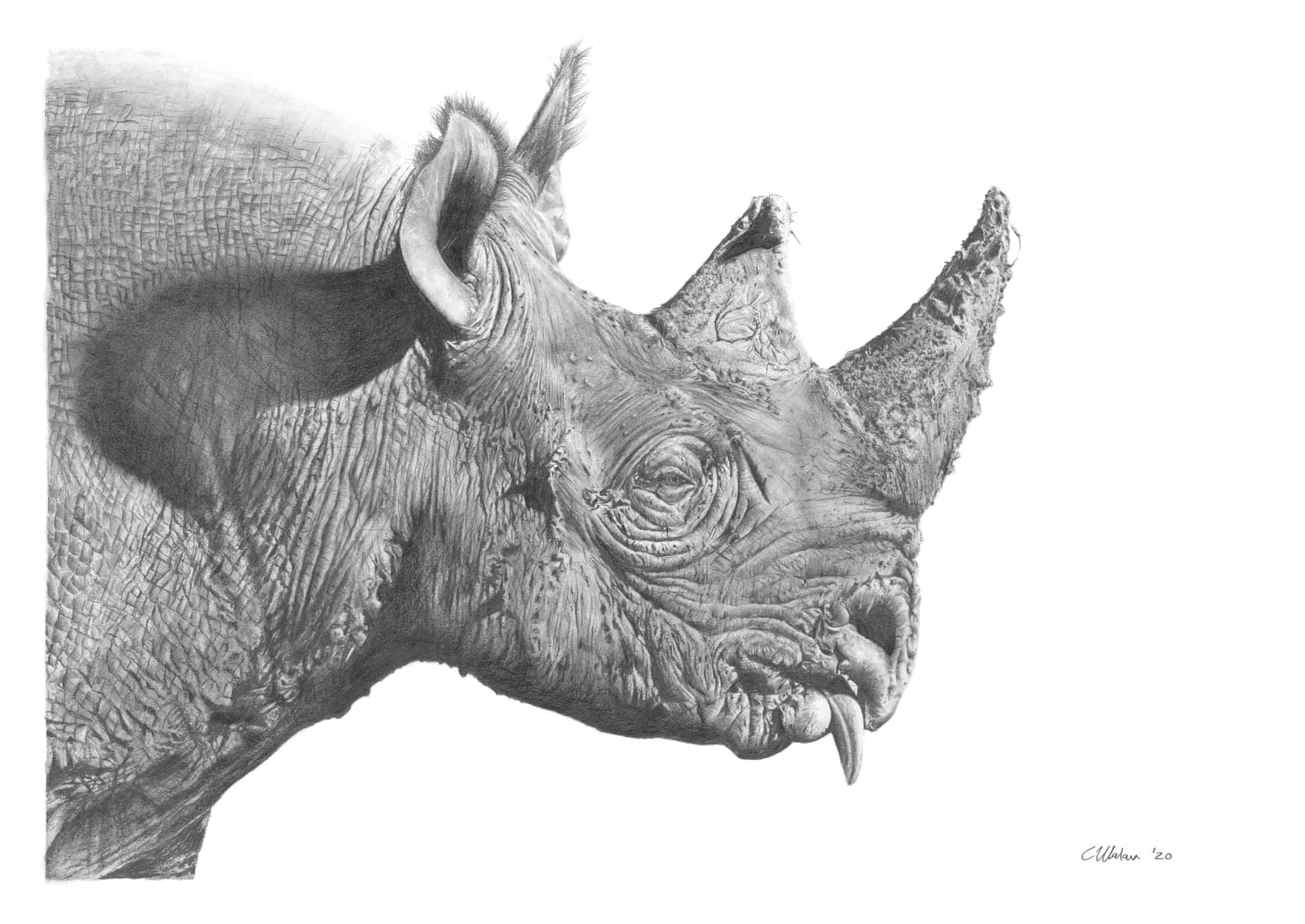 Rhino in the Mud