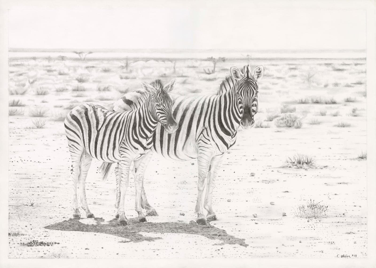 Zebras