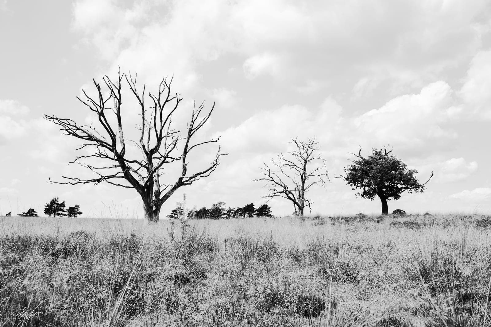 Declining Harmony